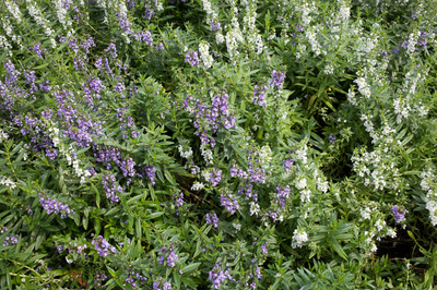 Angelonia angustifolia